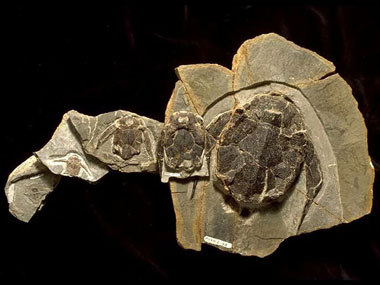 mig_bothriolepis