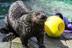 Image de «Hello, otters».