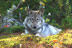 Image de «The wolves of Parc national du Mont-Tremblant».