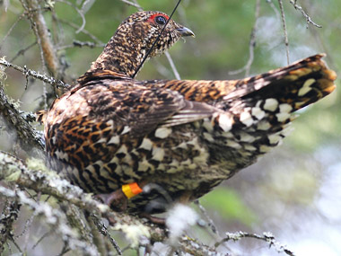 Grouse equipped with transmitters to study their movements