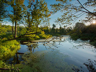 La rivi&egrave;re aux serpents