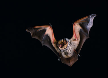 Chauve-souris cendr&eacute;e